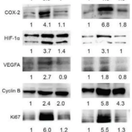 GAPDH Polyclonal Antibody